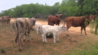 Beefmaster cross cows Brahman Calves and the yearlings heifers out of these cows [upl. by Ailecra]