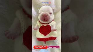 Baby piggy 🐷shorts short share shots cute funny trending youtubeshorts [upl. by Declan]