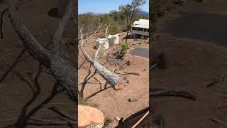 Nailed the bag arborist treeclimber deadtree dangerous fail [upl. by Jerome]