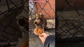 Ronchi monkey 🐒 insano को देखते ही unpe हमला क्यू kar deta था🥹🥹 [upl. by Renmus]