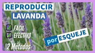 Como Reproducir LAVANDA por ESQUEJE  2 Métodos  🌿 Hacer y plantar ESQUEJES de LAVANDA ✅ FACIL [upl. by Hoon739]