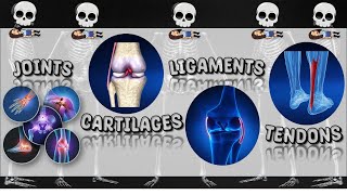 Joints Cartilage Ligament Tendon  Skeletal System  Bones  Science  Teacher Beth Class TV [upl. by Becky]