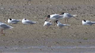 Roseate Terns Ferrybridge 18th July 2024 [upl. by Eisle536]