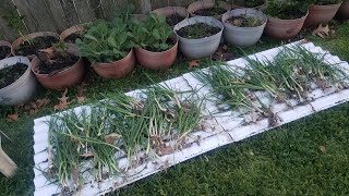 Bunching Onion forever harvest doing my way viral viral video youtube viralvideo garden onion [upl. by Seedman]