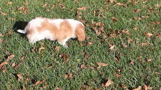 Cavalier King Charles Spaniel Puppies for Sale [upl. by Sellig222]