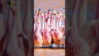 Did You Know A Group of Flamingos is Called [upl. by Ahsito821]