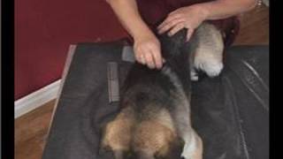 Basic Dog Grooming  Brushing a Dogs Body Undercoat [upl. by Cornew28]