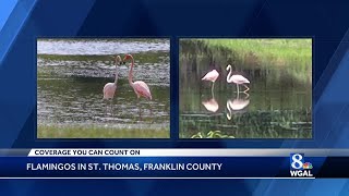 Flamingos spotted in Franklin County [upl. by Matthaeus547]