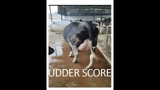 What is UDDER Score amp Fore udder attachment and how to improve udder score GENOMIC BULLS [upl. by Strenta]