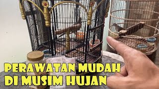 PERAWATAN PERKUTUT DI MUSIM HUJAN UNTUK KARYAWAN [upl. by Notreb552]