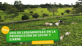 Uso de leguminosas en la producción de leche y carne TvAgro por Juan Gonzalo Angel Restrepo [upl. by Amandy]