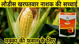 मक्का में खरपतवार नाशक दवा  laudis herbicide  makka ki kheti  lodis  maka tan nashak  herbicide [upl. by Mathur]