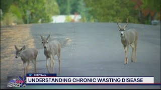 Virginia wildlife experts investigating spread of zombie deer disease  FOX 5 DC [upl. by Weatherby477]