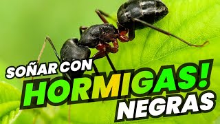 Que Significa Soñar con HORMIGAS NEGRAS [upl. by Anoi]