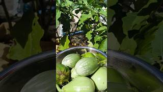 Greeny Greeny Brinjal Harvesting brinjal shorts viral trending reels [upl. by Suhcnip]