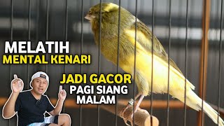 LAKUKAN TIAP PAGI‼️TUTORIAL MELATIH MENTAL KENARI JADI JUARA GACOR [upl. by Sobmalarah929]