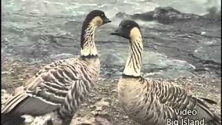 Nene geese in Hawaii [upl. by Rebecca]