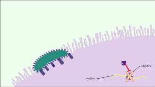 E coli 0157H7 Part 2  Pathogenesis amp Complications [upl. by Horacio]