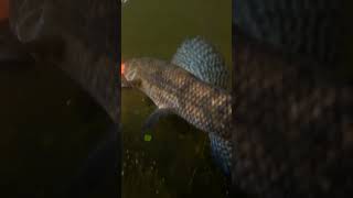 Fishing wolf fish from a river in panama city fishing pescadores fish pesca pescando [upl. by Peg]