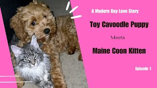 MAINE COON Kitten Falls for Cavoodle Puppy in beautiful Love Story [upl. by Tut]