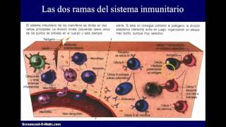 Curso de Inmunología Básica Módulo 1 Células y Órganos del Sistema Inmune [upl. by Accalia265]