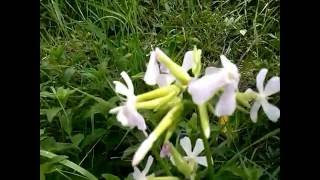 Saponaria officinalis Saponella medicinal plant [upl. by Vania]