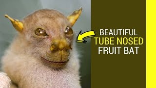 Tube nosed fruit bat facts Amazing facts about this weird creature [upl. by Yatnahc146]