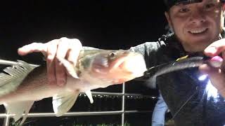 Night Time Shore Walleye Fishing In Port Huron StClair River Jigging Turned Into A Salmon Battle [upl. by Nais334]