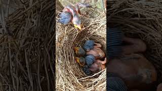 Wild and Free Babbler Bird Babies Step Out of the Nest shortsfeed viralshort [upl. by Bates24]