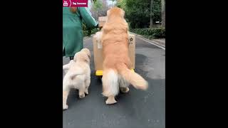 The golden retriever and his puppies help their owner deliver the express🤠 [upl. by Ackler]