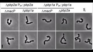 Phosphorylationdependent activation of the cell wall synthase PBP2a in Streptococcus pneumoniae [upl. by Joice798]