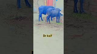 After hypothermia treatment youtubeshorts cow animalfarming livestockfarming viralvideo [upl. by Clark]