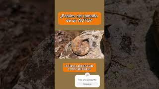 ¿FÓSILES DEL TAMAÑO DE UN AUTO paleontologia jurassicworld ammonites paleontology [upl. by Topping]