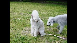 🐕🐶✨ Bedlington · Terrier ✨🐶🐕 [upl. by Atonsah]