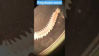 Polychaete worm  External Morphology part l [upl. by Enidlarej]