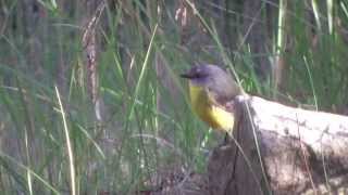 Australian Gerygone Yellow Birds and Pink Flowers [upl. by Maxma88]