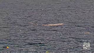 Whales at Frying Pan Tower [upl. by Ydderf]