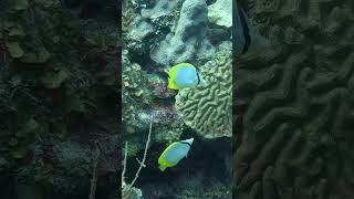 Pair of Spot Butterfly Fish shorts pair butterfly fish donateforadream cayman scubadiving [upl. by Delphina]