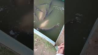 Buffer fish ko Pani se Na nikale [upl. by Eshman]