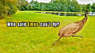 How Fast Are Emus Who Said They Cant Fly [upl. by Zeena]