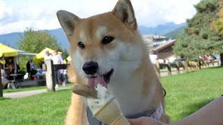 Shiba Inu eating Doggie Ice Cream [upl. by Weig68]