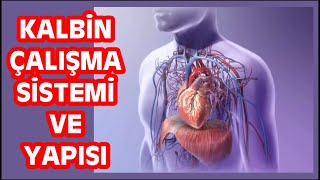 Kalbin çalışma sistemi ve yapısı Kalp nasıl çalışır ve hangi kapakçık ve odalara sahiptir [upl. by Westhead988]