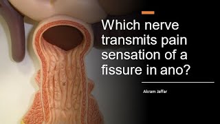 Which nerve transmits pain sensation of a fissure in ano [upl. by Kessel635]