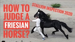 How to judge a Friesian horse Which one is the best Stallion inspection 2020 [upl. by Sidonia]