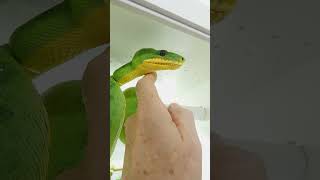 Building Trust With My Emerald Tree Boa [upl. by Lemay885]