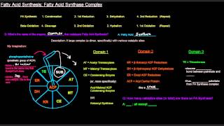 Fatty Acid Synthesis Part 4 of 12  Fatty Acid Synthase Complex [upl. by Gage]