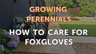 How to Care for Foxgloves [upl. by Notsew877]