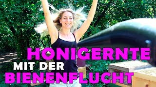 ► Honigernte mit Absperrgitter und Bienenflucht [upl. by Ahkeber]