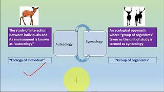 AUTECOLOGY SYNECLOGY amp Levels of organisation [upl. by Arnoldo411]