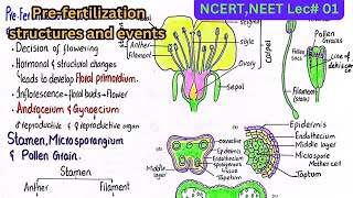 Pre fertilization structures and events  stamen  structure of microsporangium  Lecture  01 [upl. by Dadirac848]